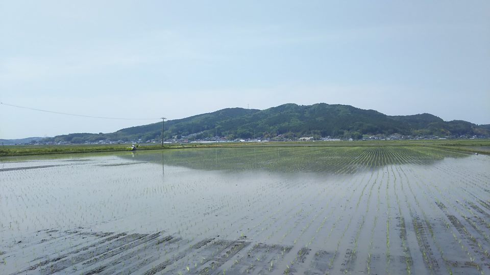 2017年田伝むしの田植え