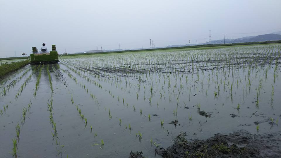 2017年田伝むし田植え