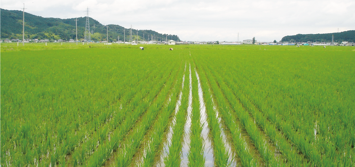 無肥料自然栽培米 無農薬ササニシキの専門店 田伝むし