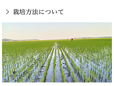 令和５年産【無肥料自然栽培米】《天日干し》ササニシキ 玄米 5kg 無肥料自然栽培米 無農薬ササニシキの専門店 田伝むし